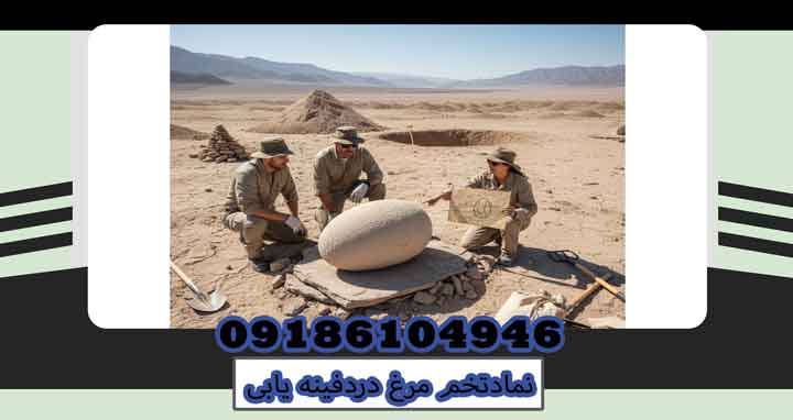 نمادتخم مرغ دردفینه یابی